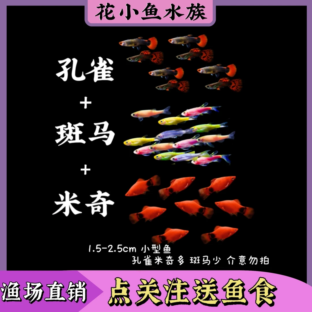 孔雀鱼+米奇鱼+斑马鱼组合小型热带观赏鱼好养耐活适合新手
