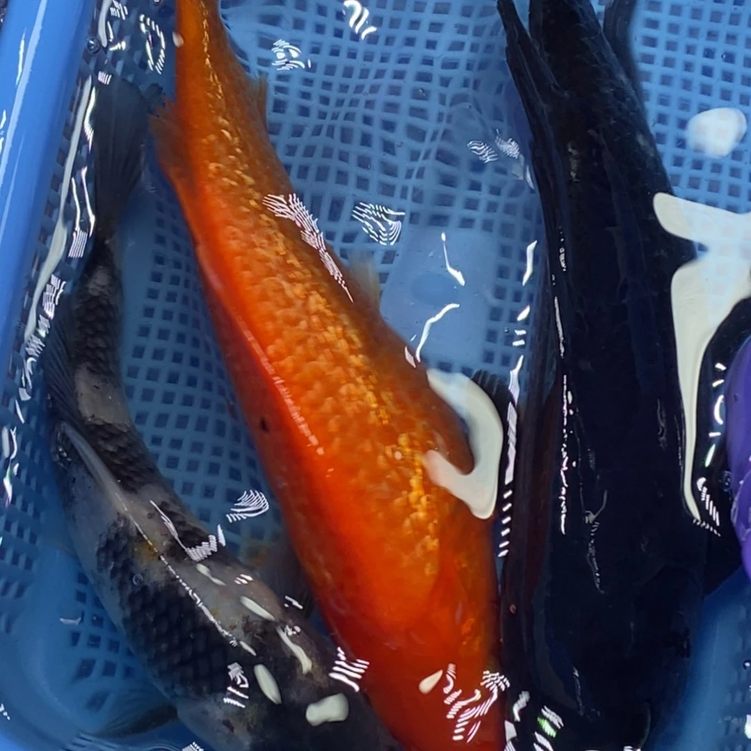 锦鲤冷水锦鲤包邮