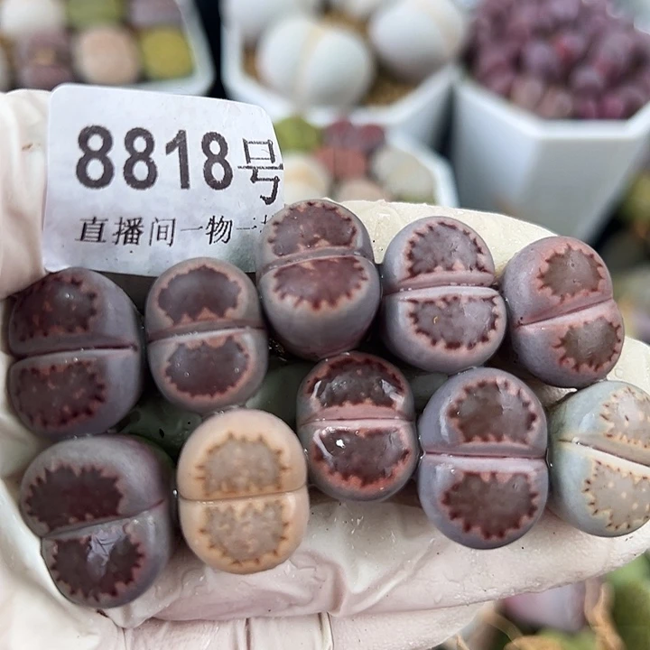 8818 好养易活生石花大母本饼干10个1.5cm左右