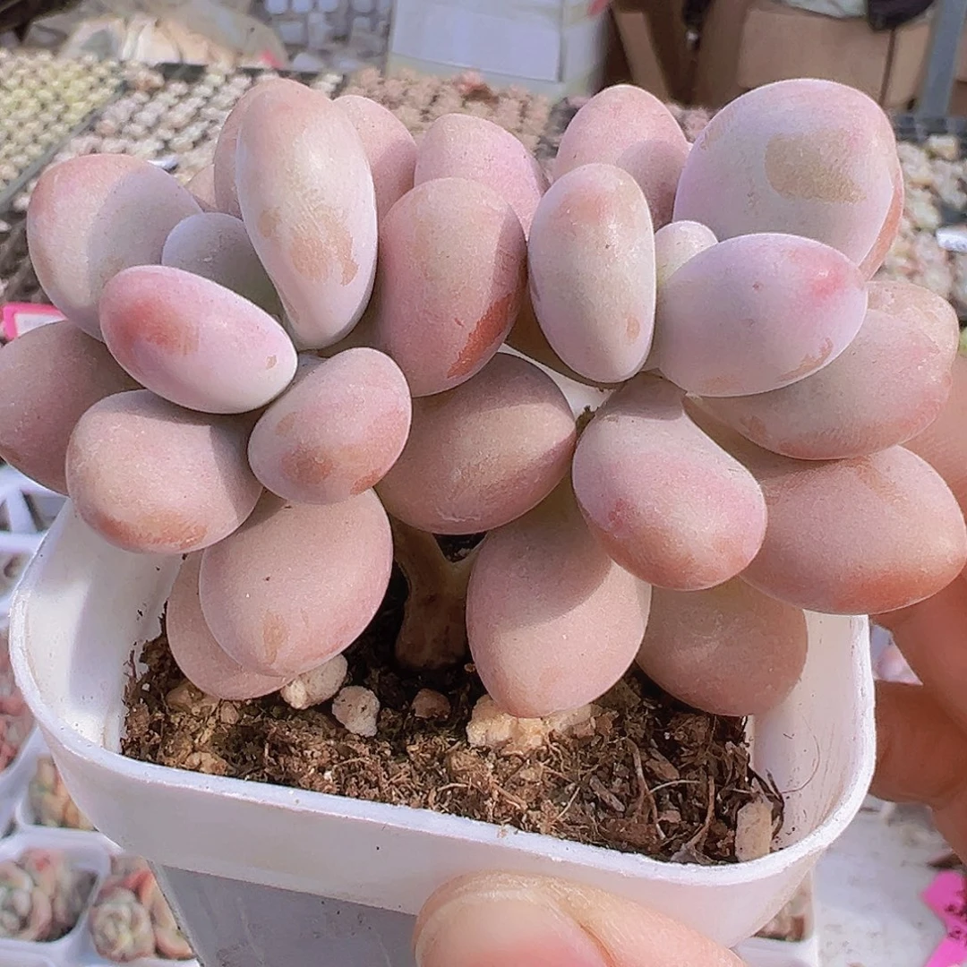 亚美桃蛋19包邮多肉