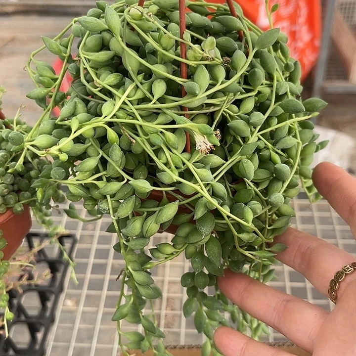 我也不知道我为什么要这样对
