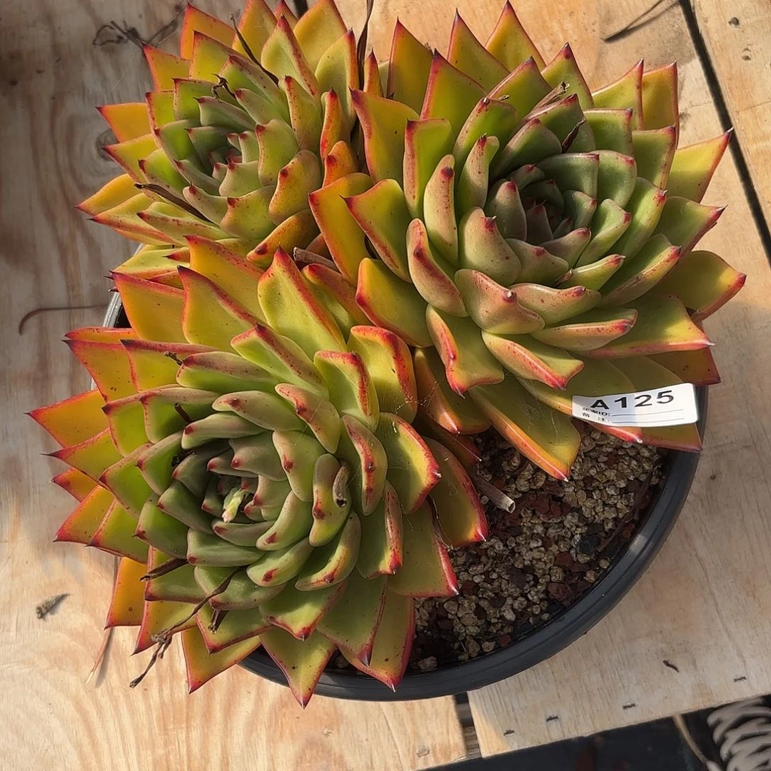 若如东云单拍A125