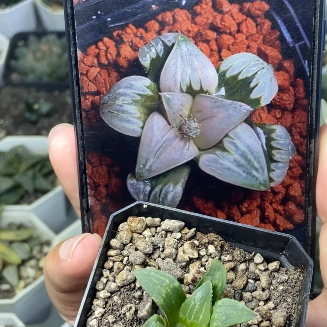 白百何DWD实生一物一拍