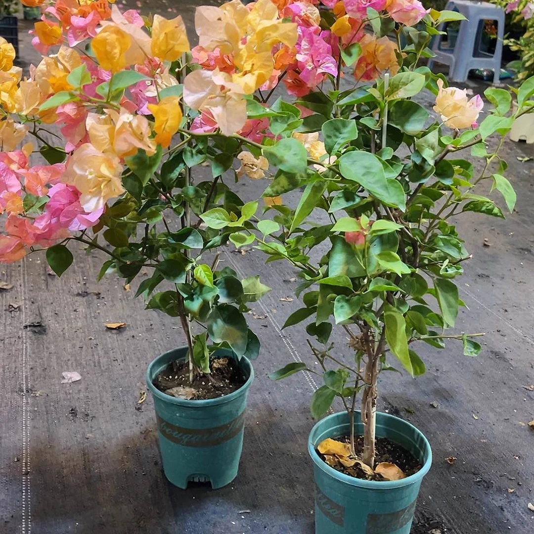 大部分花苞少量开放阿达娜带竹一颗