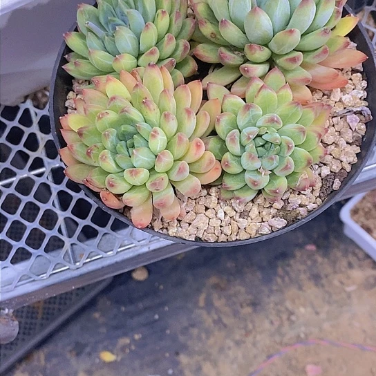 ?****小沅熊多肉植物