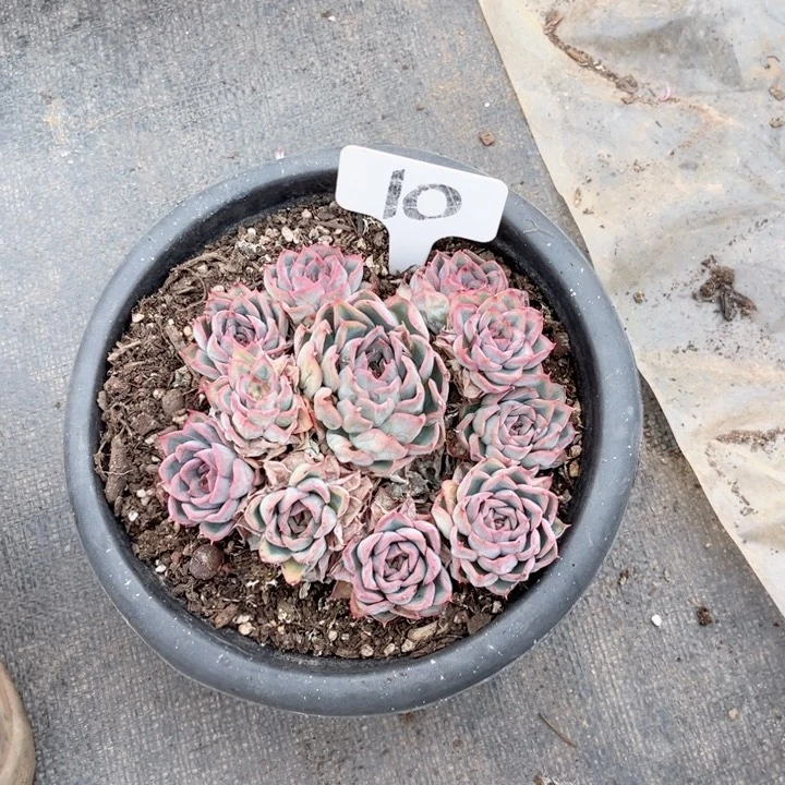 晨唔多肉一物一拍10