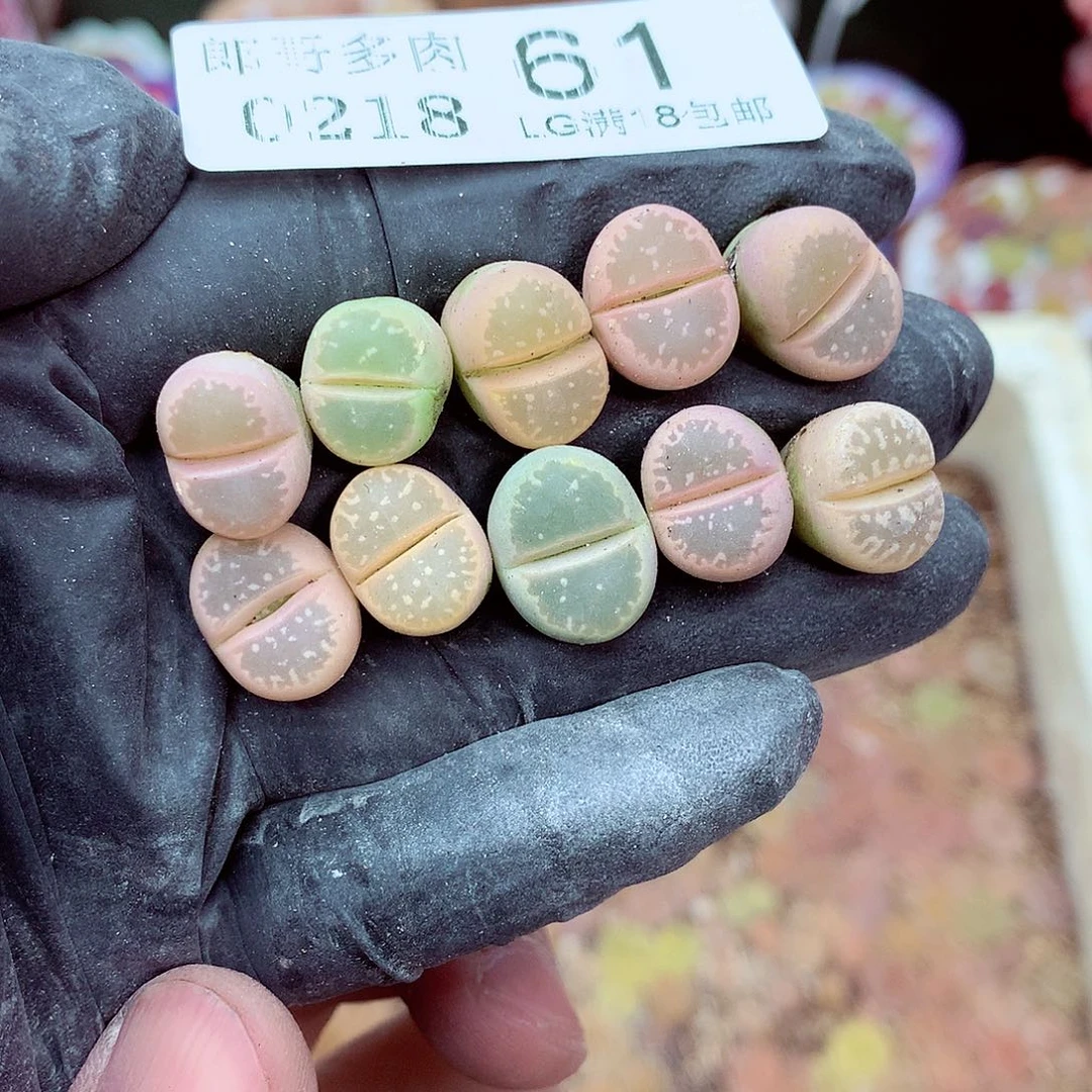 郎哥多肉生石花18-61