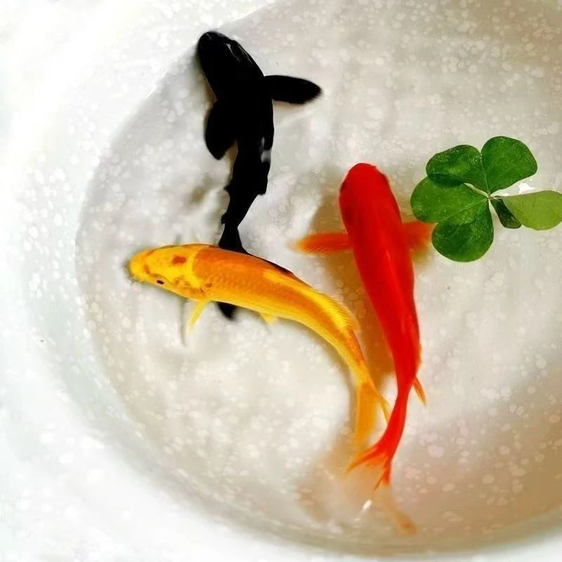 精品锦鲤金鱼观赏鱼冷水鱼三色