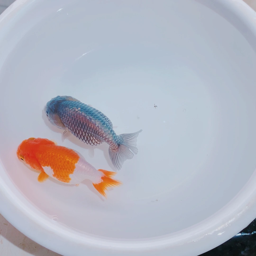 金鱼11111111111111