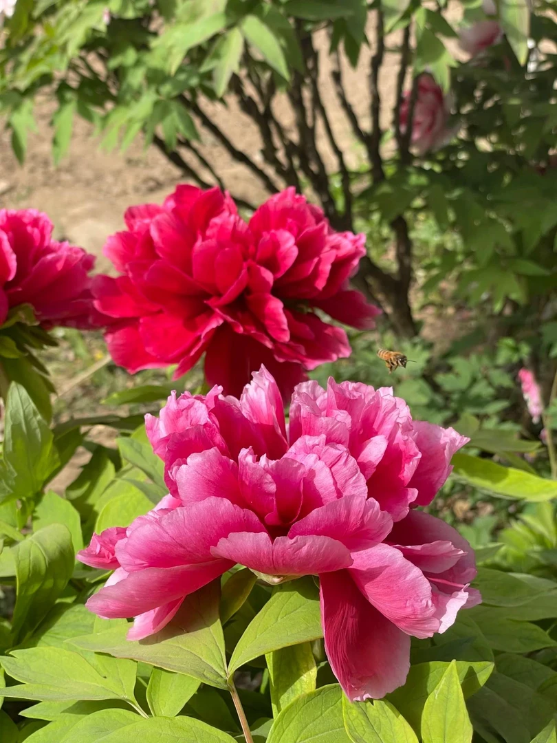 【芳纪】正宗千层观赏牡丹花苗 菏泽牡丹盆栽地栽绿植 先发肥料