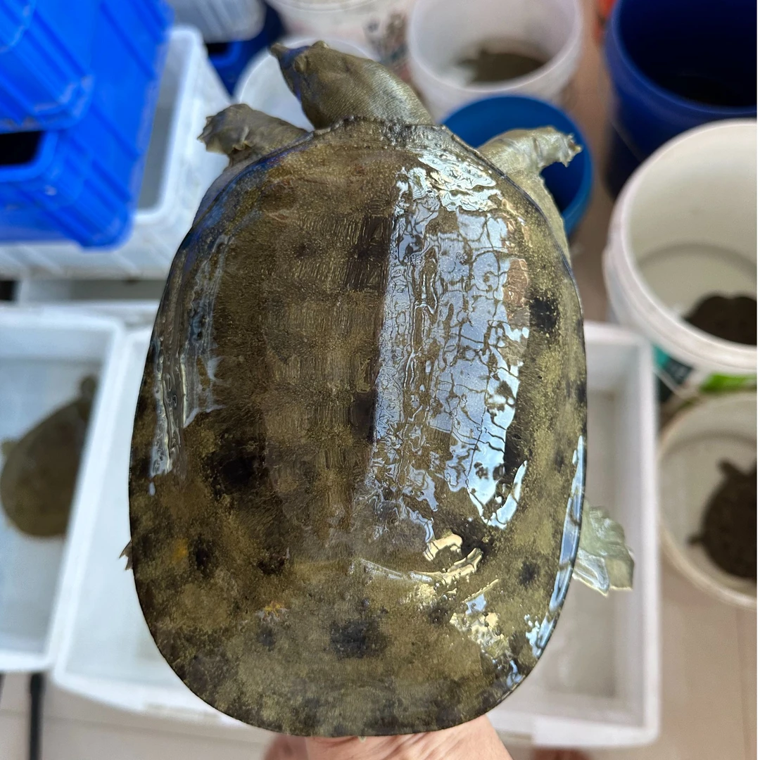 农村水产 土甲鱼 老鳖 水鱼 一物一称