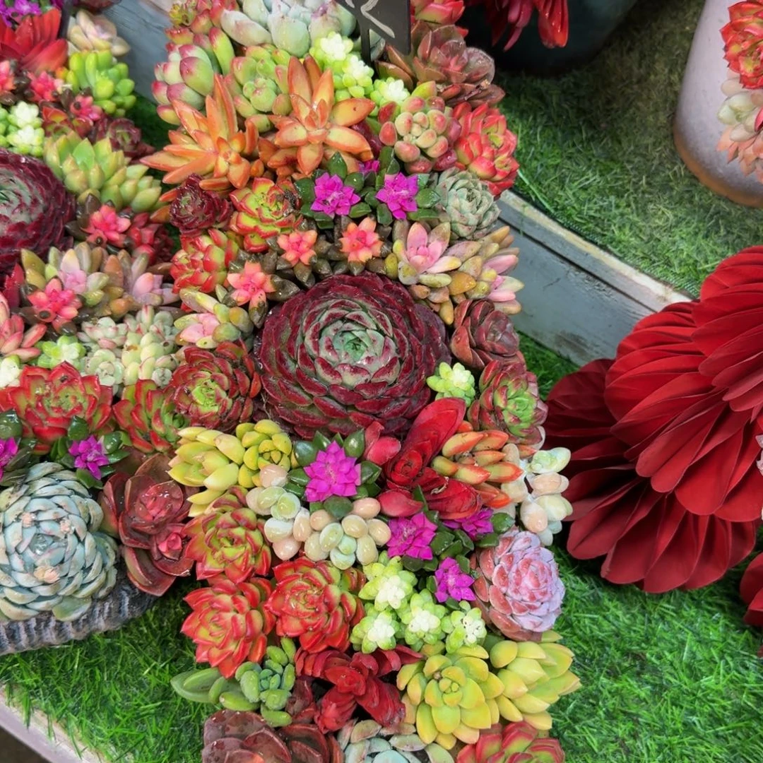 12的大长条多肉盆景