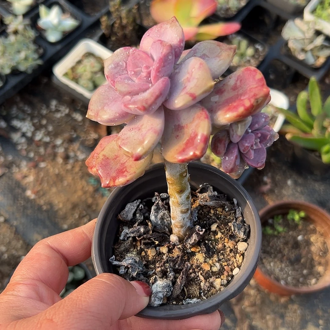 多肉植物鹅肝紫乐