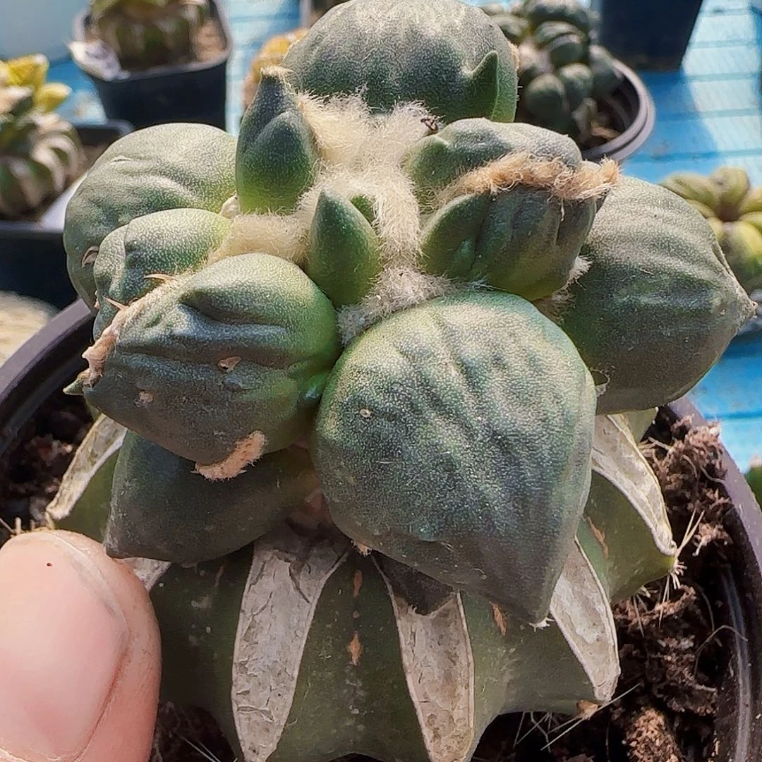 蛋尤901。