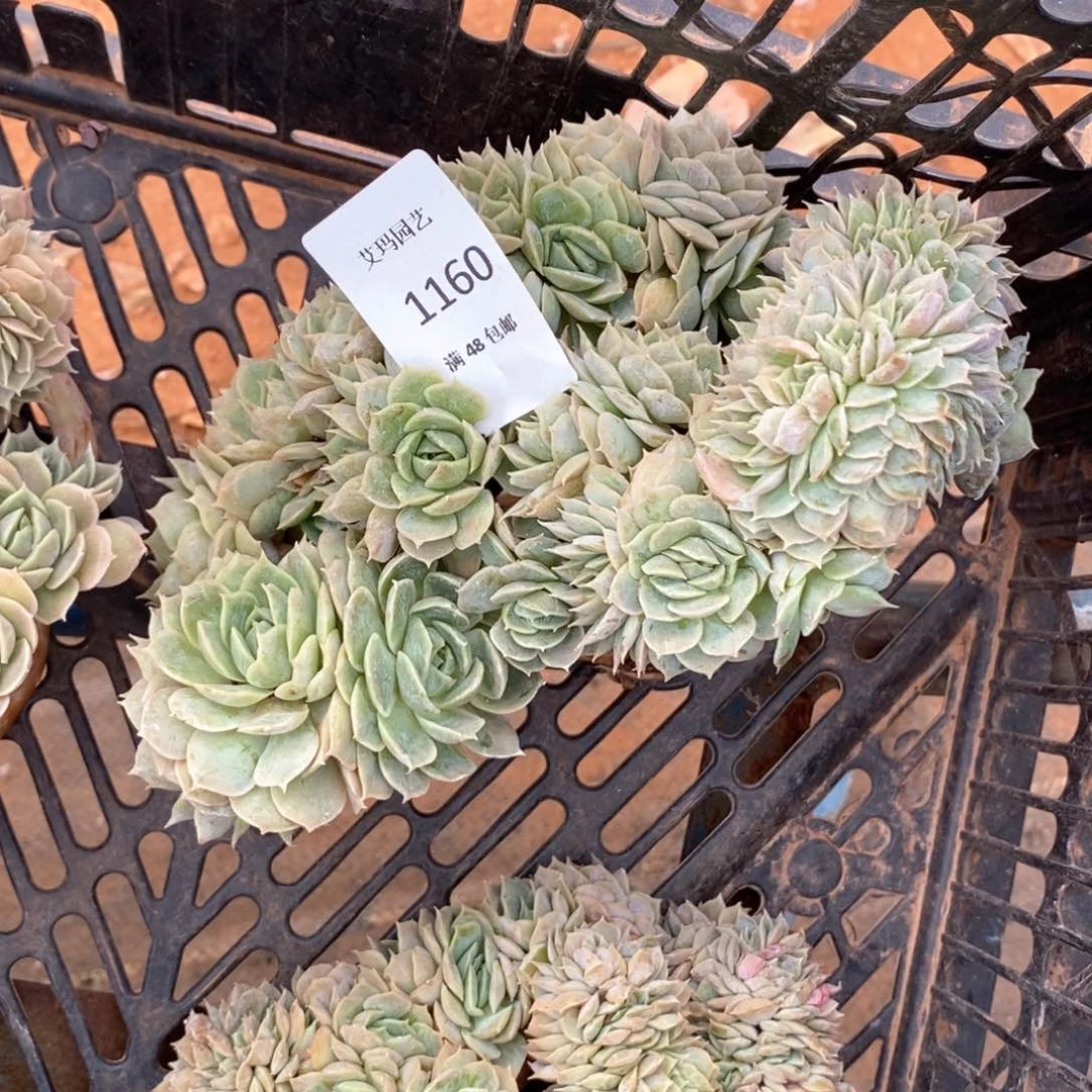 怒**豆昂斯洛朵朵缀化多肉1160