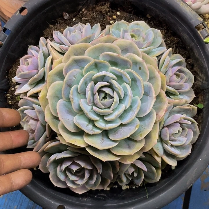 蓝色惊喜一物一拍
