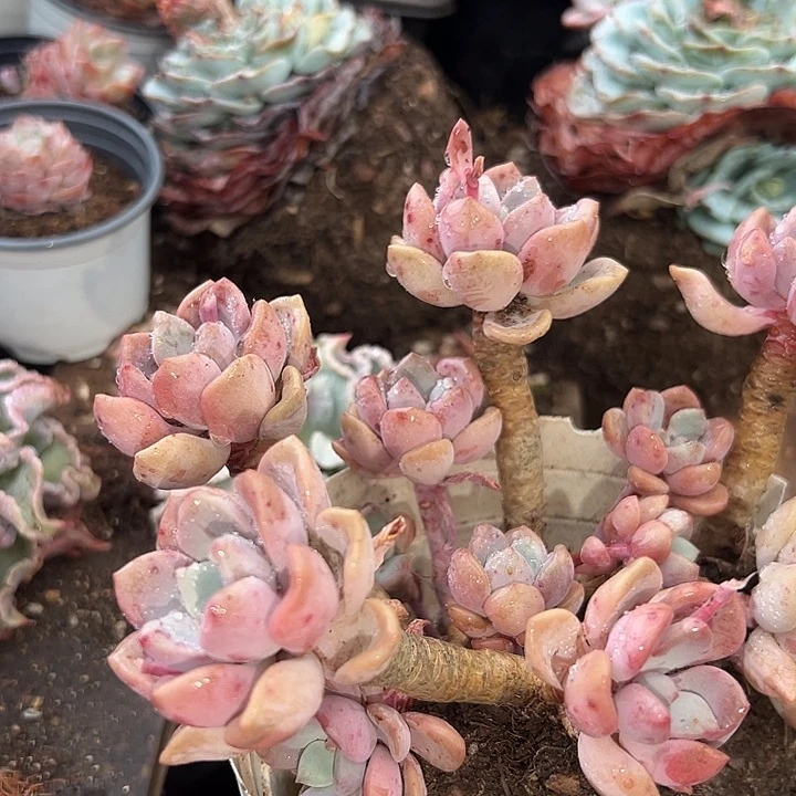 无花朵精品白鹭老桩。