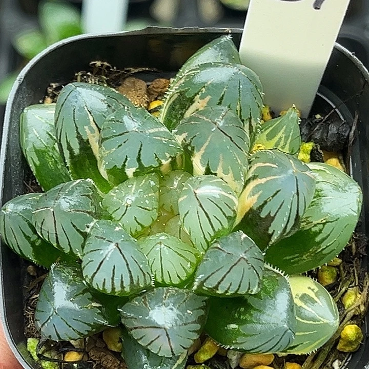 157大窗龙爪玉露锦