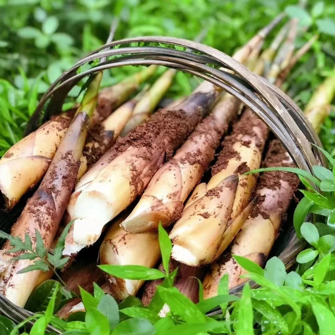 四川筠连大雪山新鲜带壳甜竹笋也称苦竹笋脆甜爽口