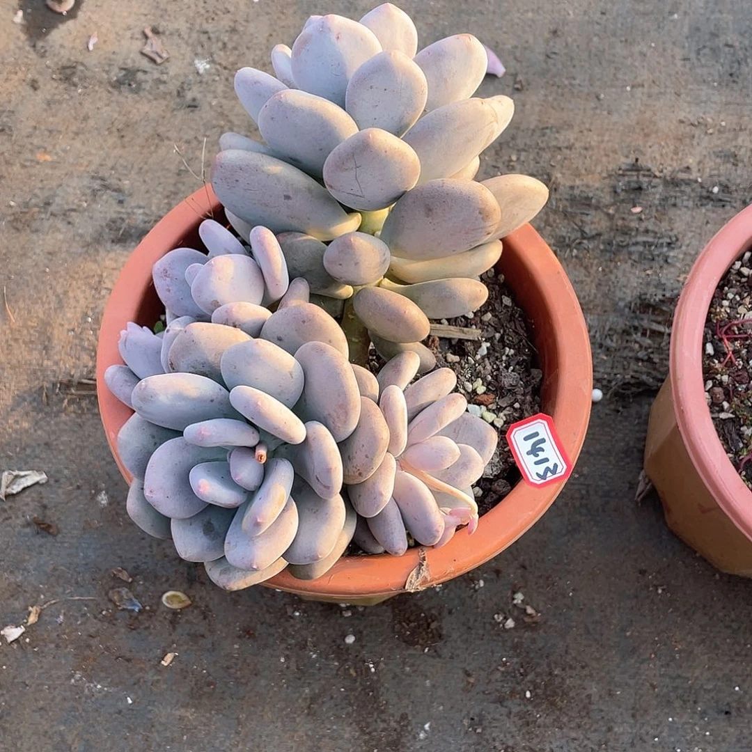 1413大叶奶 一物一拍多肉