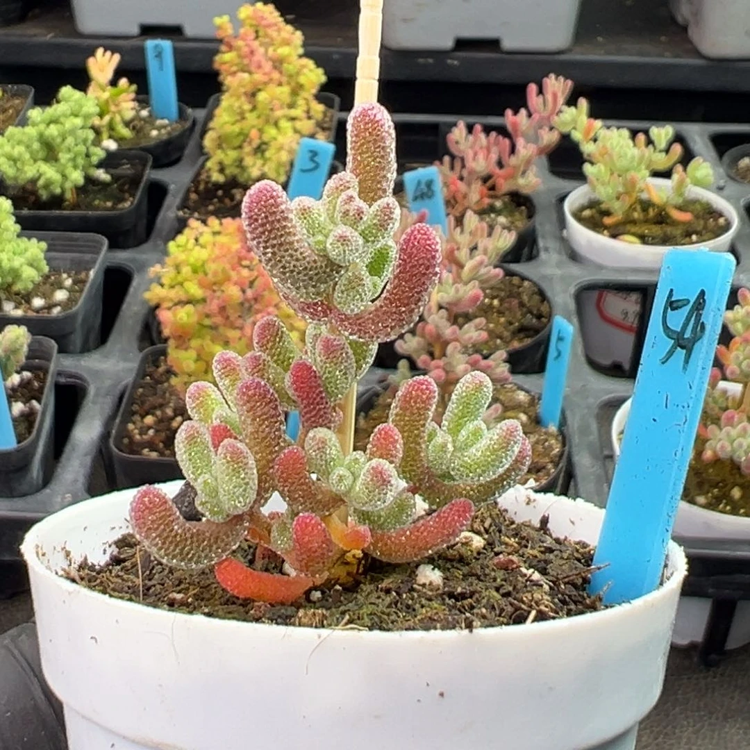 粉冰晶54号6厘米盆