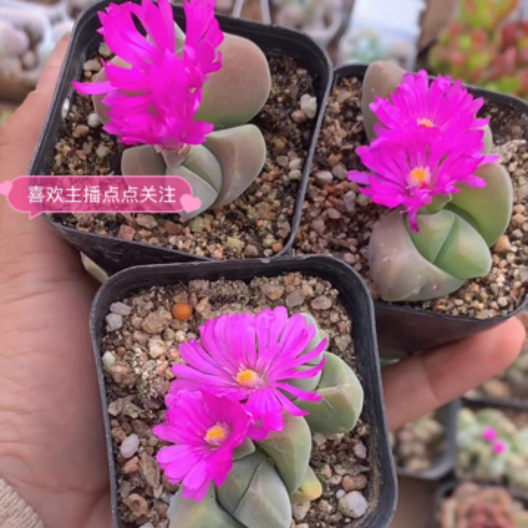 （1元包邮满18发货快有赠品）五比玉 4-5cm 网图 实物以直播间为准