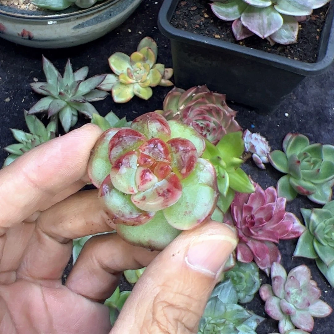 宝石血拉丝，多肉植物