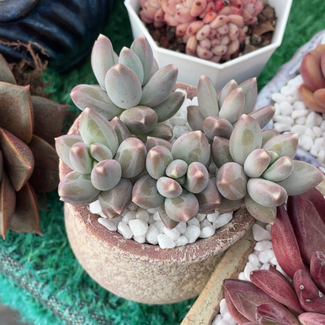 多肉植物盆栽多肉