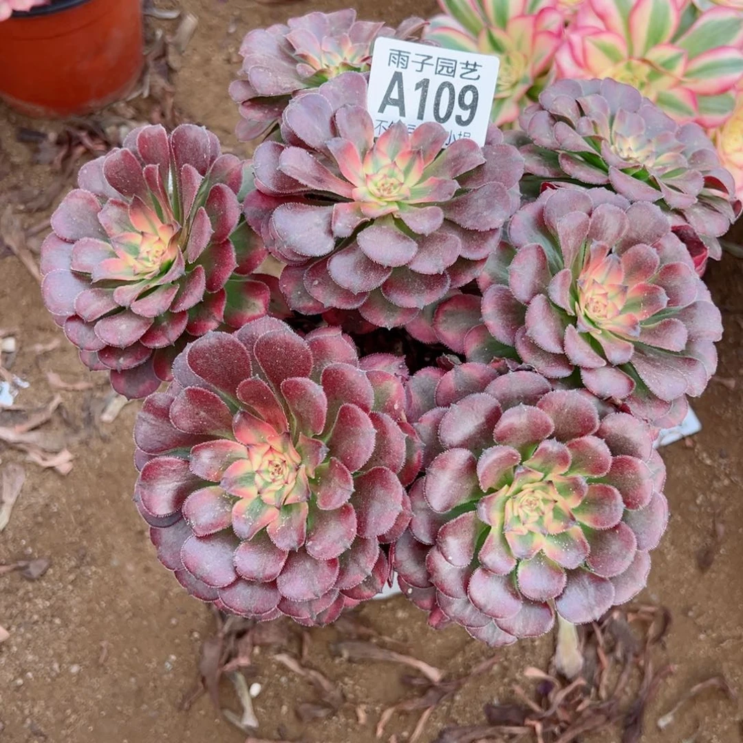 109月婵尺寸22左右