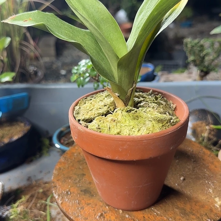 无花朵啦啦啦啦啦啦啦