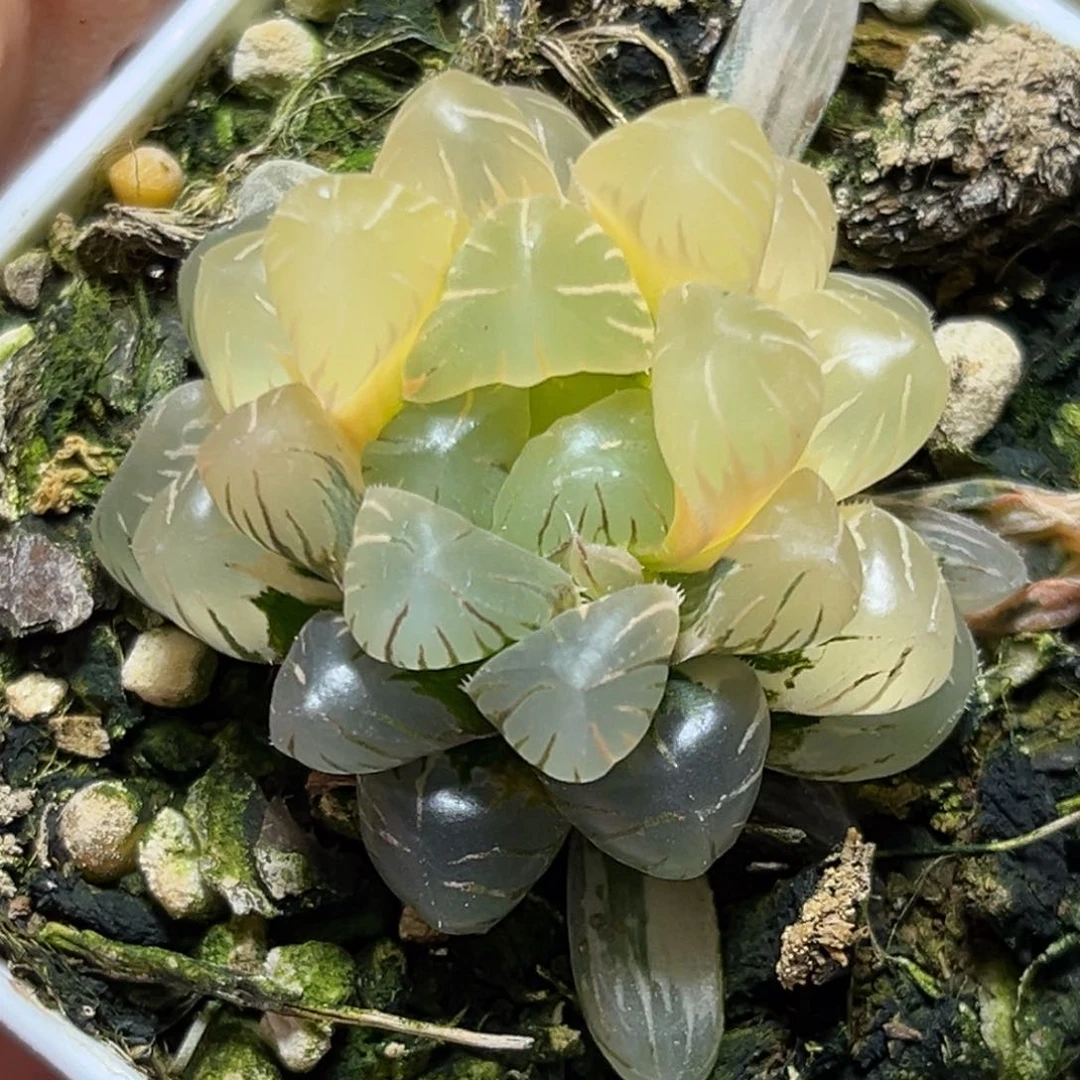 恭喜发财大吉大利978