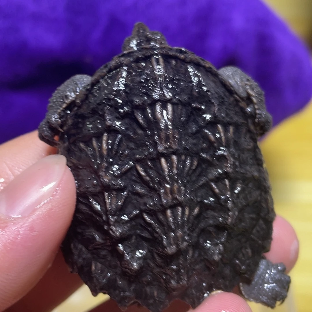 不分公母宠物龟鳄龟
