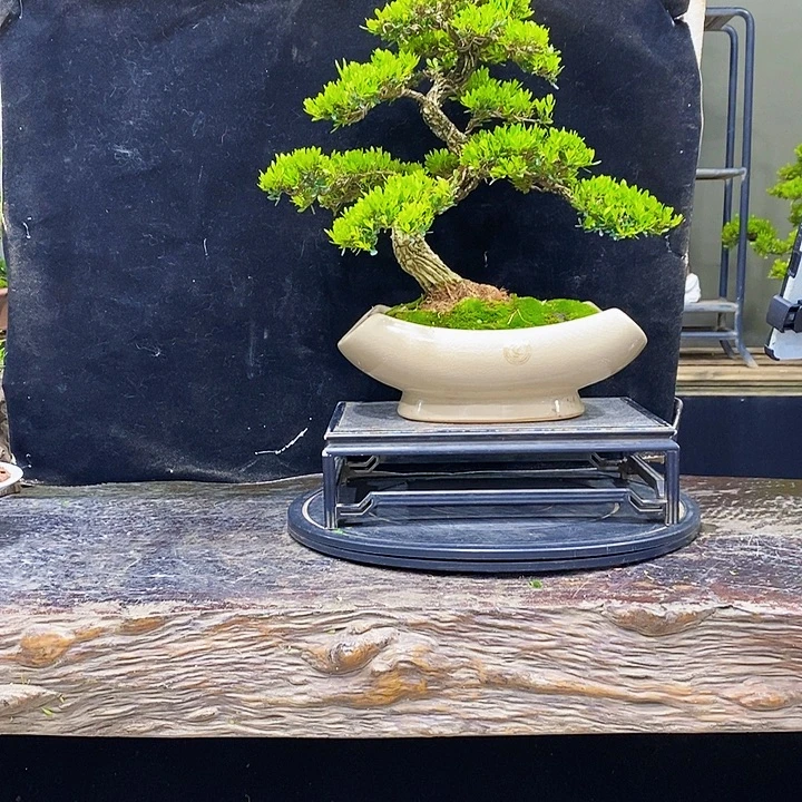 无花朵黄杨盆景四季常青