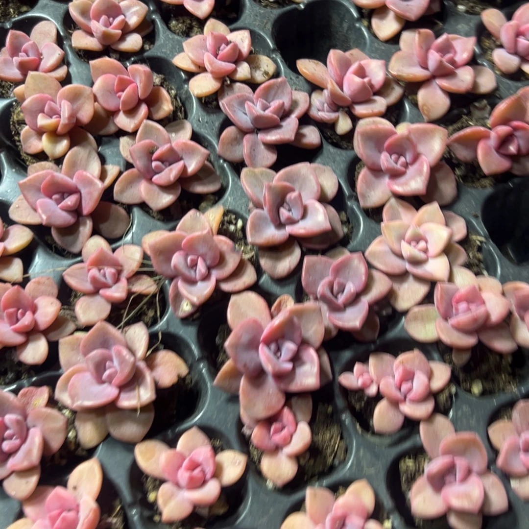 彩虹糖单头大小3cm 到手4颗 量拍多肉满18包邮