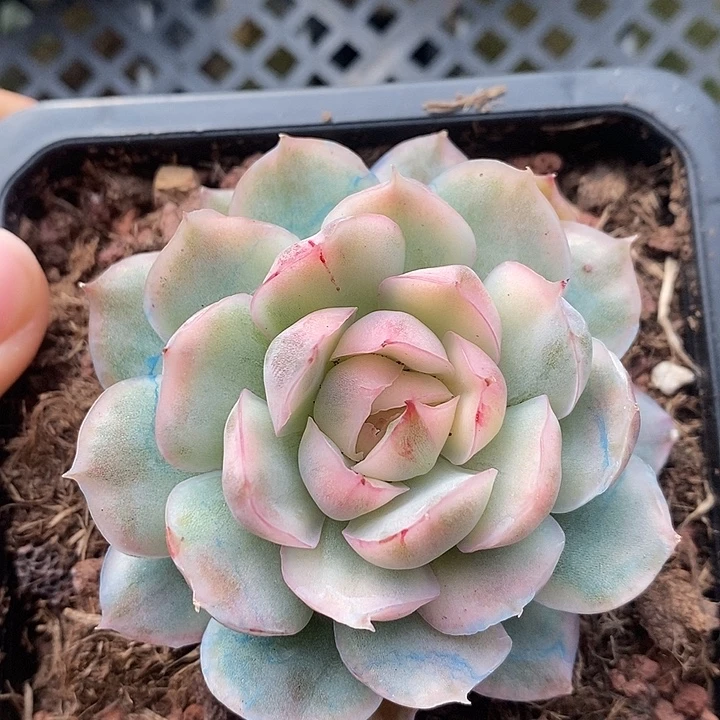 草莓蛋糕锦多肉植物