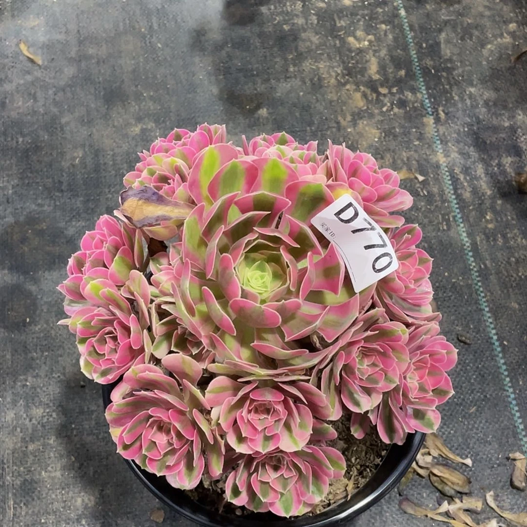 任***某粉女巫多肉    770