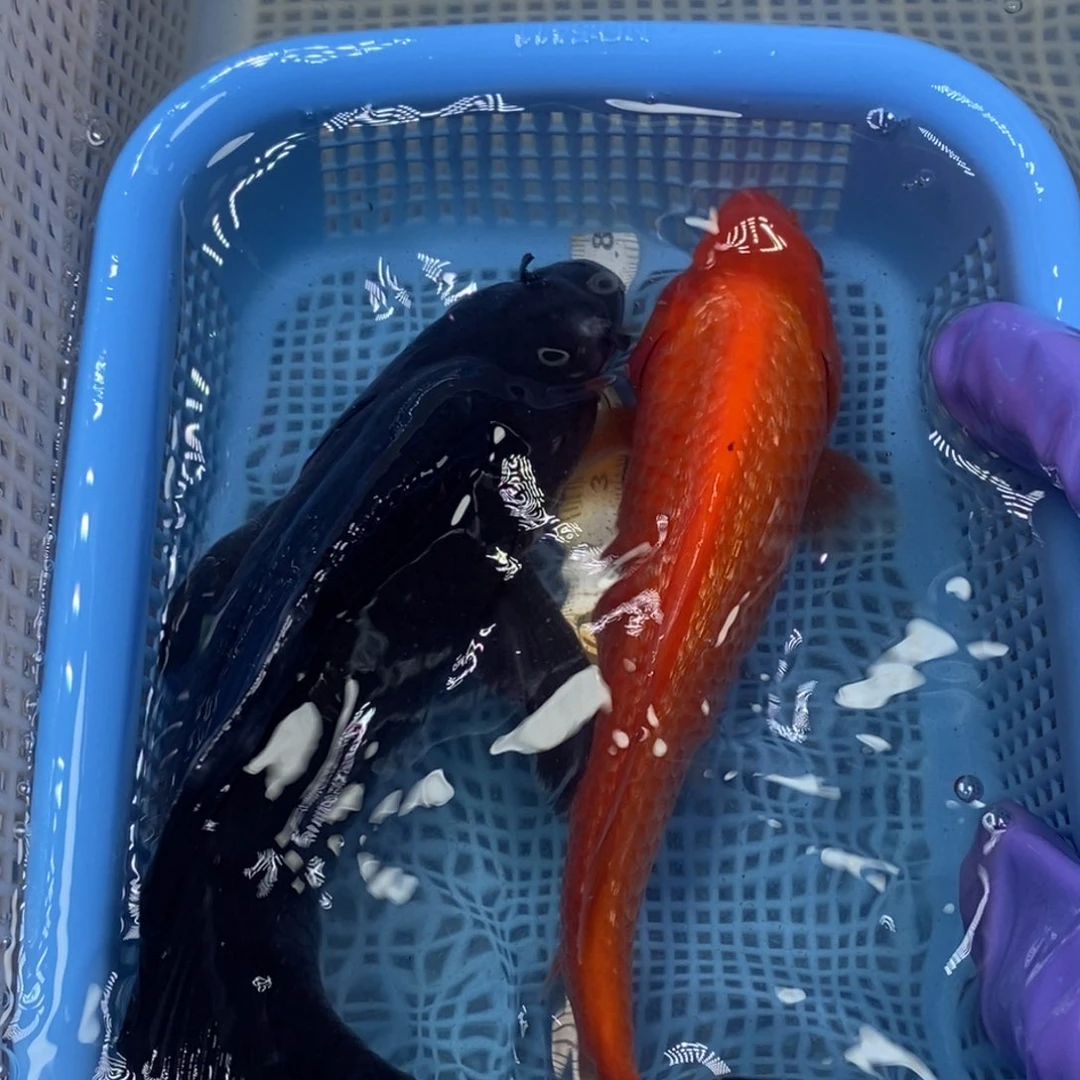 锦鲤冷水锦鲤包邮