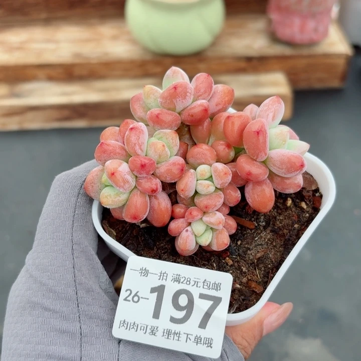 红洛神无盆土发货多
