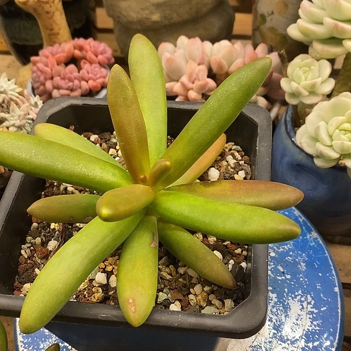 多肉植物肉肉植物