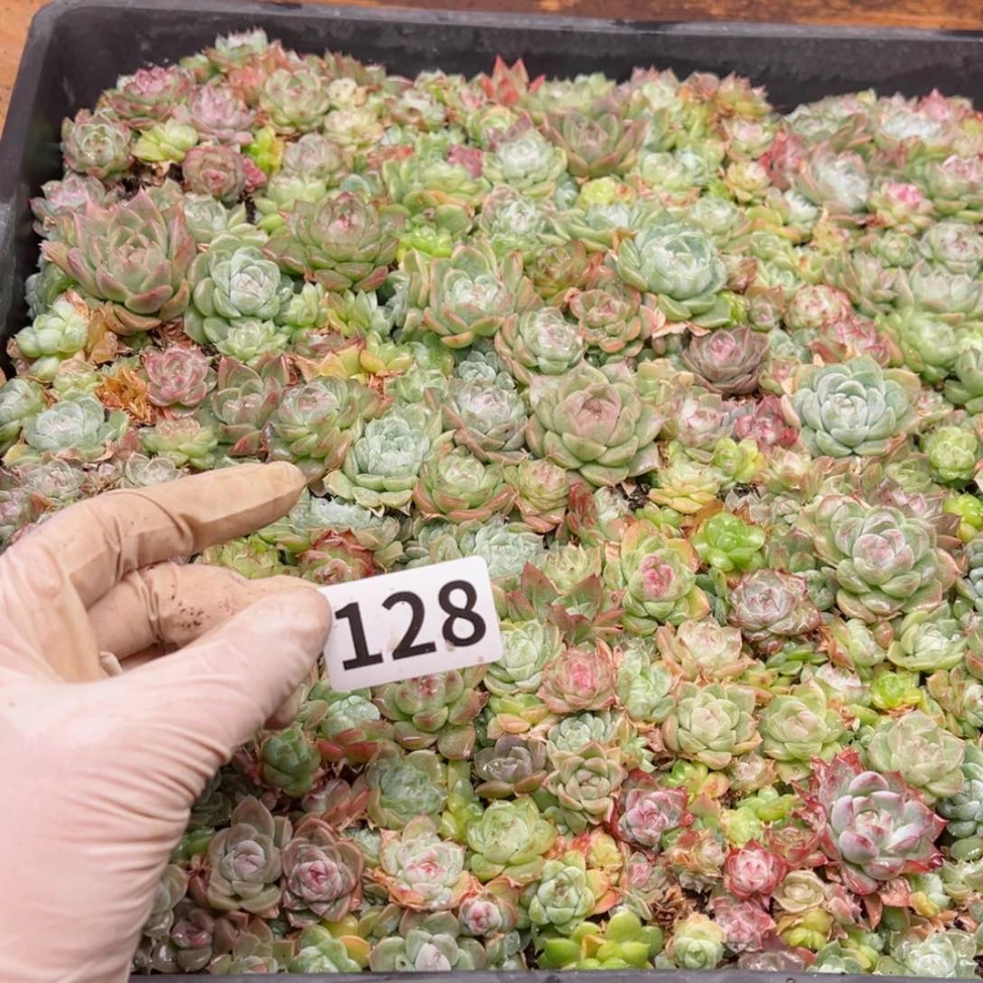 ？多肉植物多肉植物