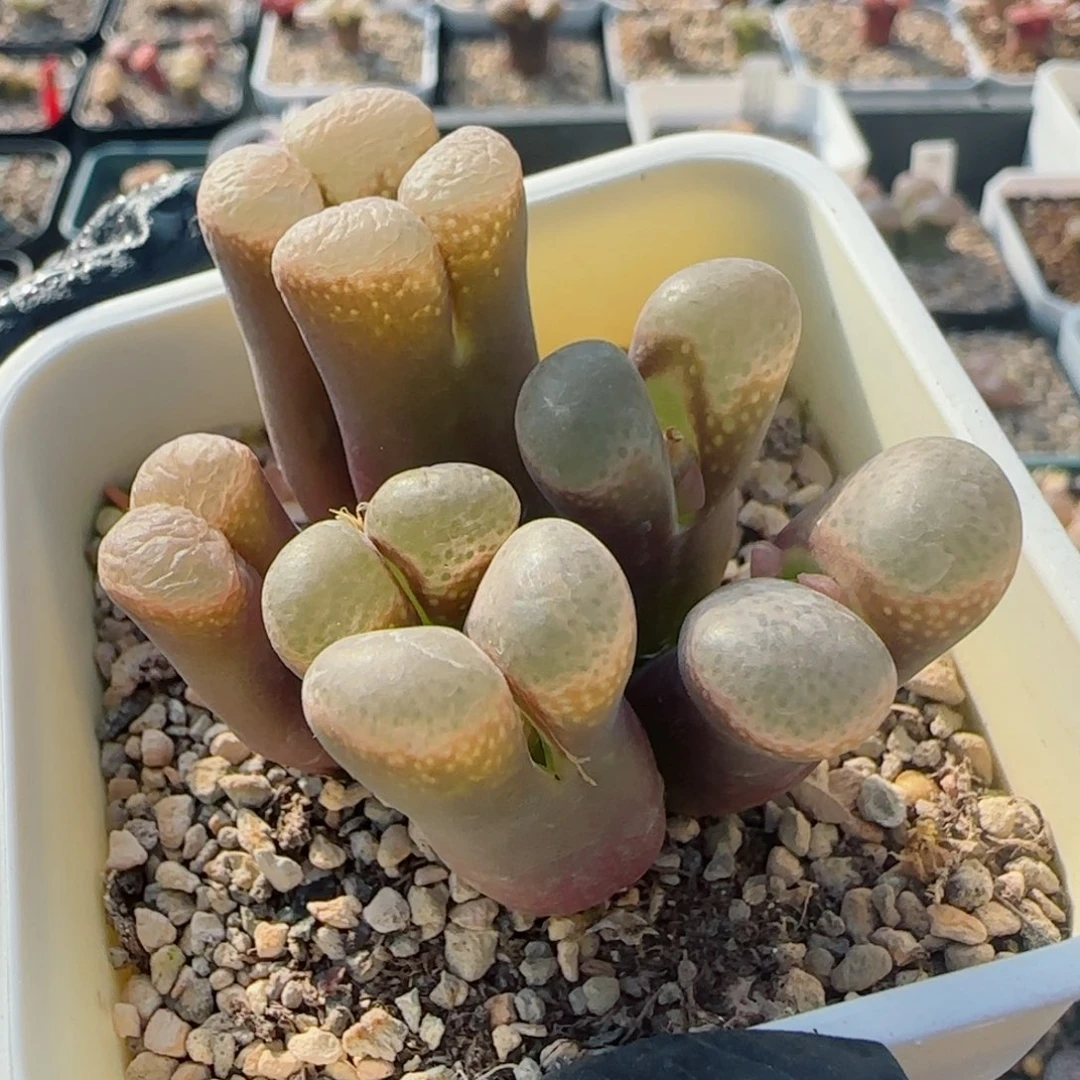 *****多肉植物母本群93号