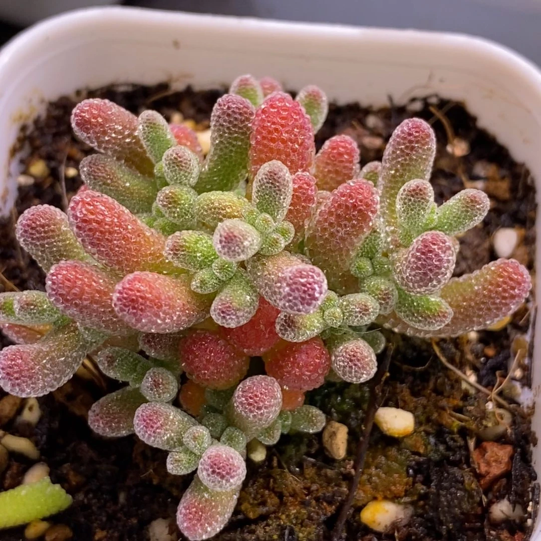 果*115实生冰晶。