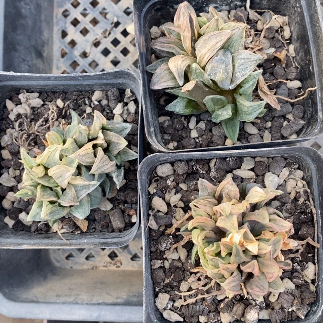 2516 一颗西瓜寿群 圣诞福利