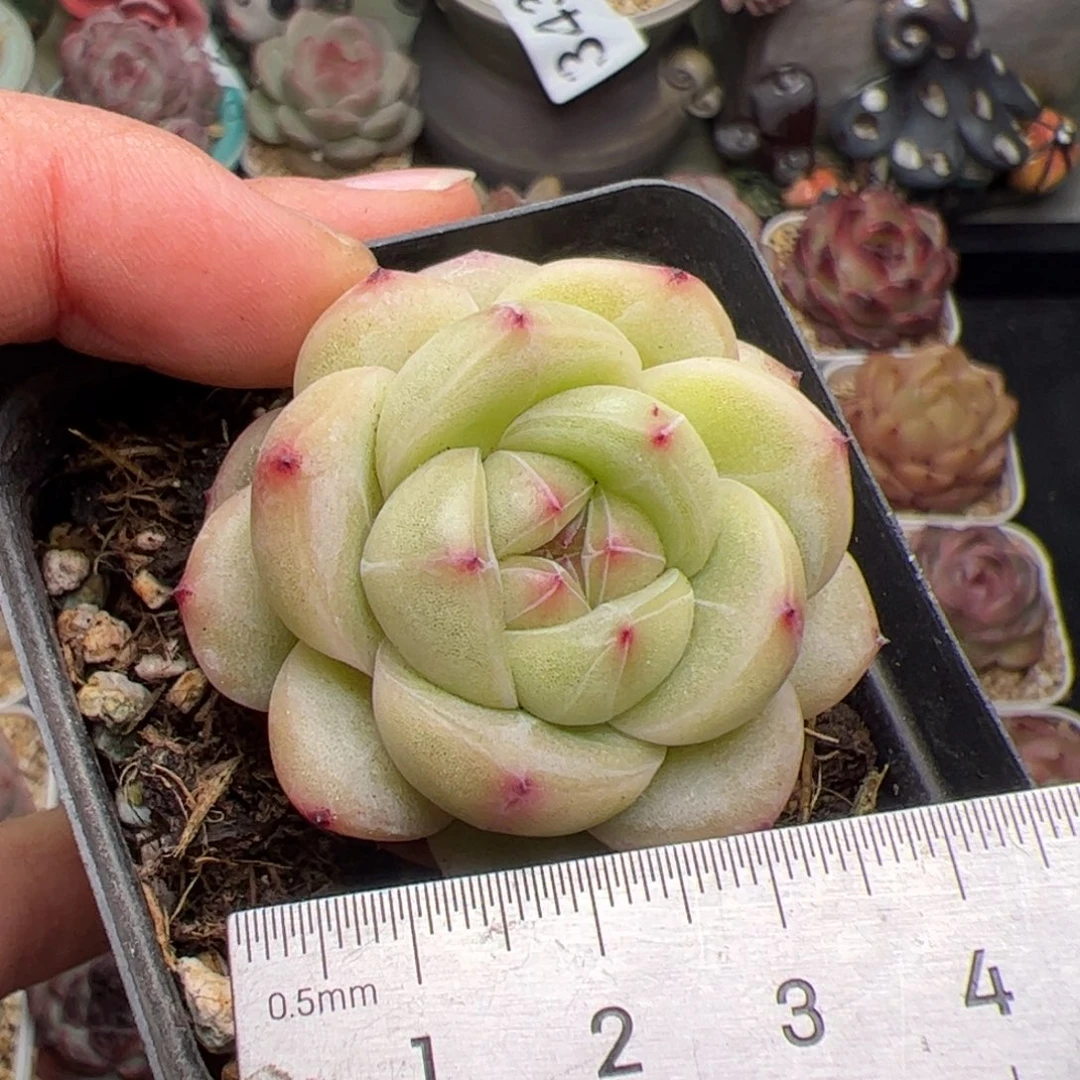 581 多肉植物组合盆栽