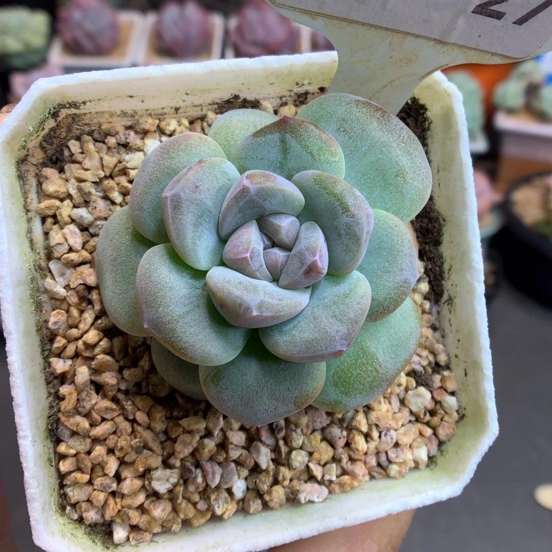 27紫心冰玉石化多肉植物
