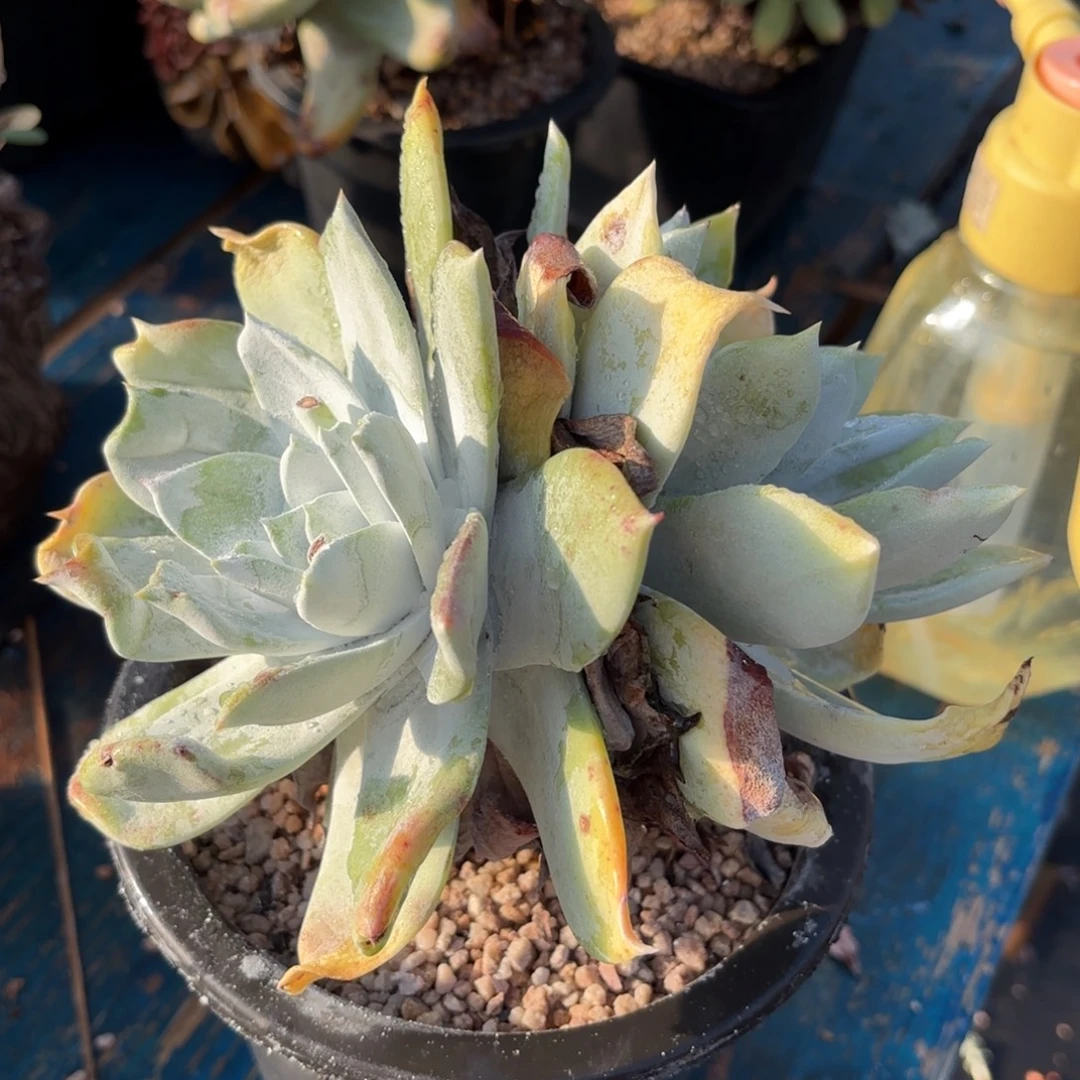 普西非克，仙女杯多肉