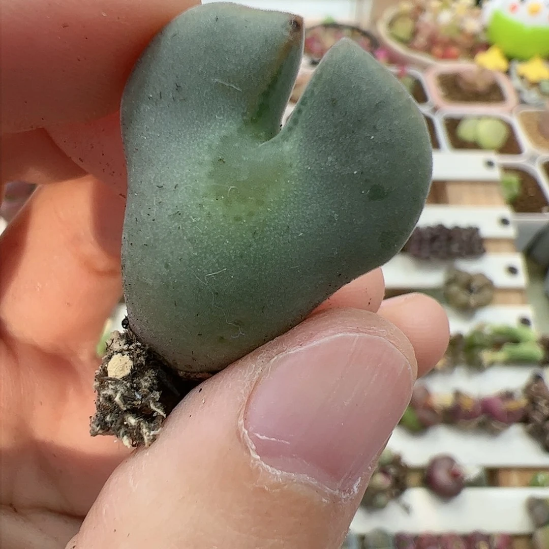 【闪购商品】268 福利大空蝉