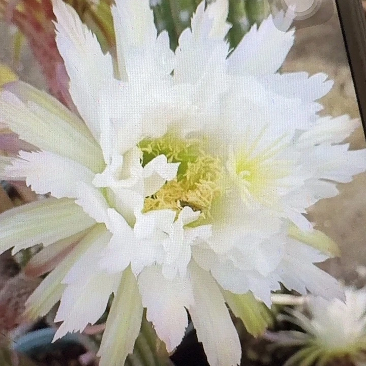鹦鹉侧芽高7公分左右毛花柱（20包邮）
