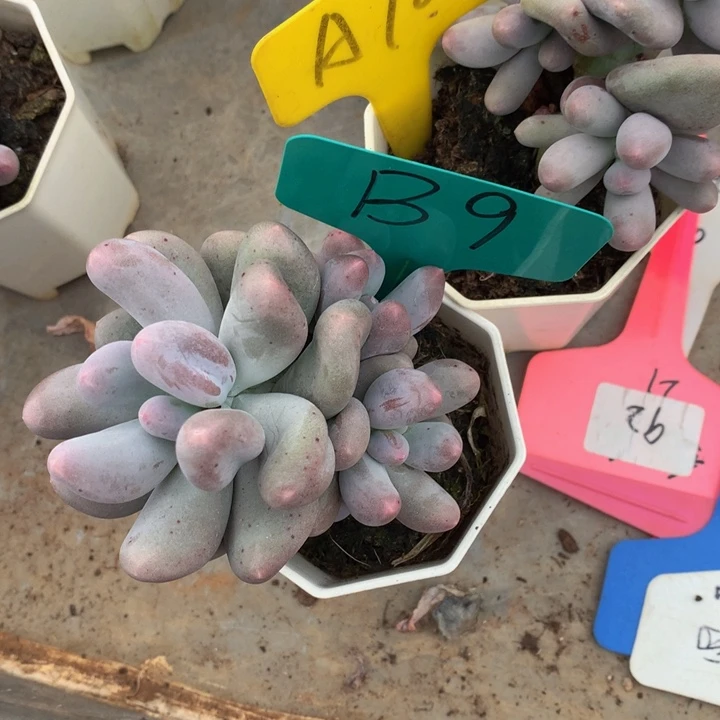 多肉植物727272772