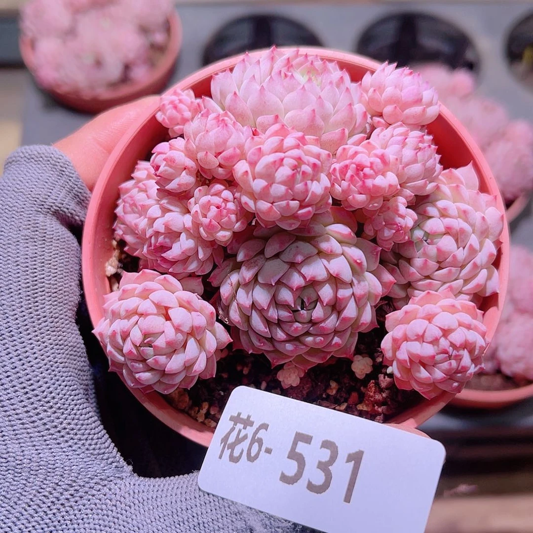花06-531小粉莓群生